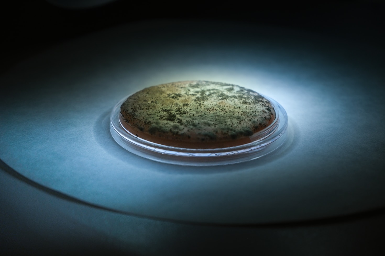 Le scienze alla base della cucina moderna